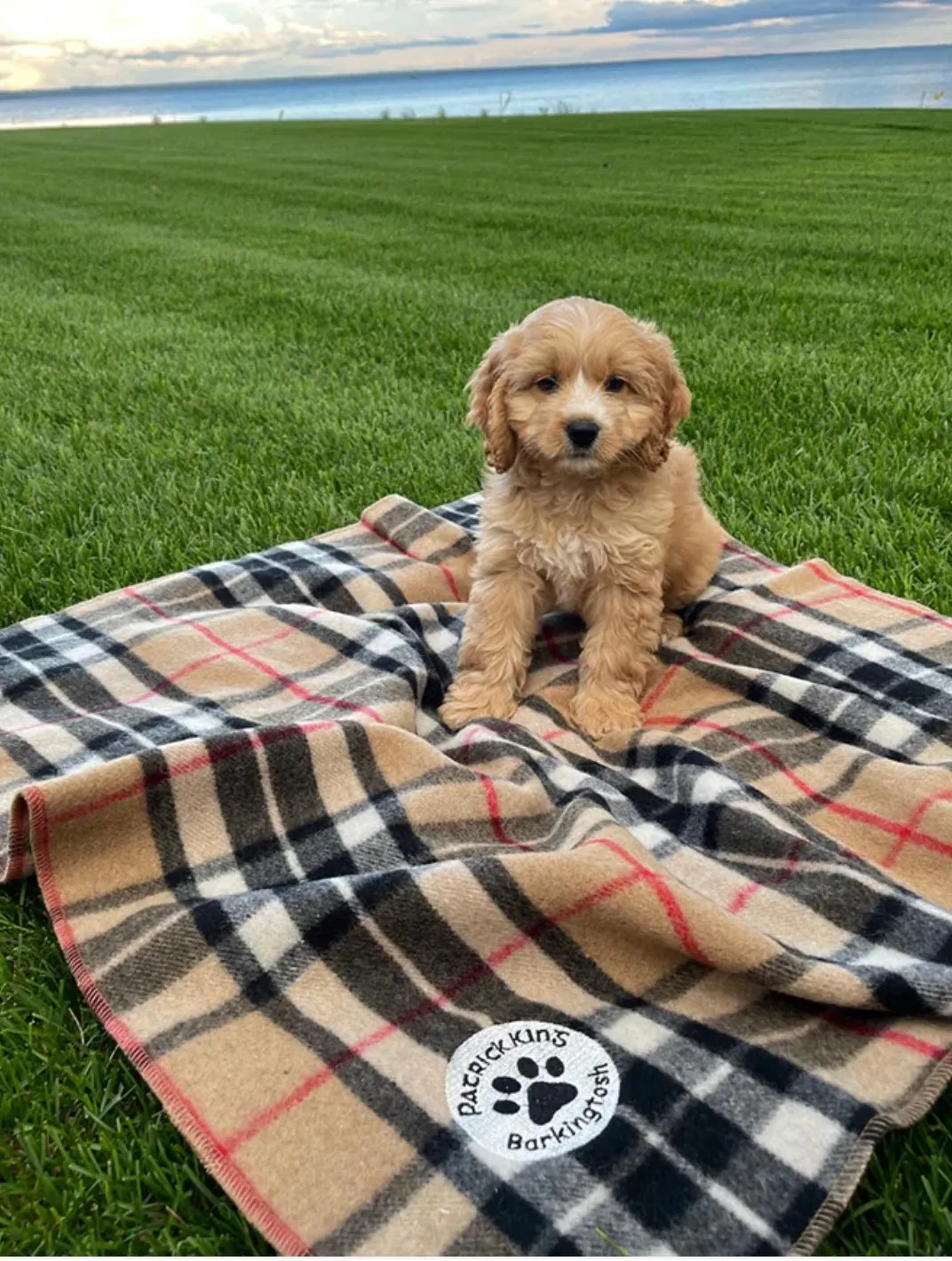 Tartan Pet Blanket - Large (2 Colours)